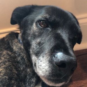 Meet your Posher, Carmen